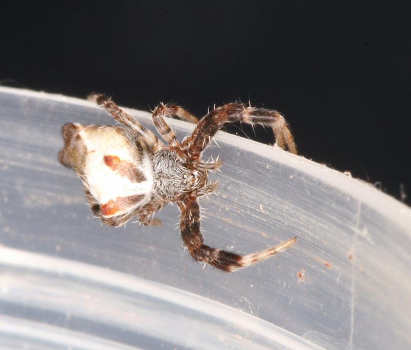 Cyrtophora_ZZ314_D3529_Z_85_Karinji NP_Australie.jpg